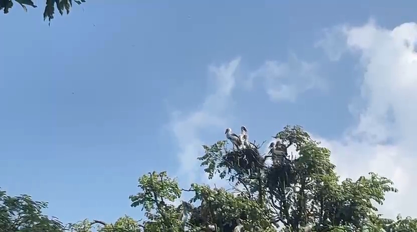 শীতের আগেই আদিনায় পাখিদের মেলা, পরিযায়ীদের ভিড় গুনতে নেমেছে বনদপ্তর